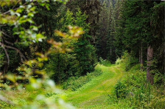 Sentier piéton - R8 - Creux Loup  Départ de l'Altiport - ©Sylvain Aymoz