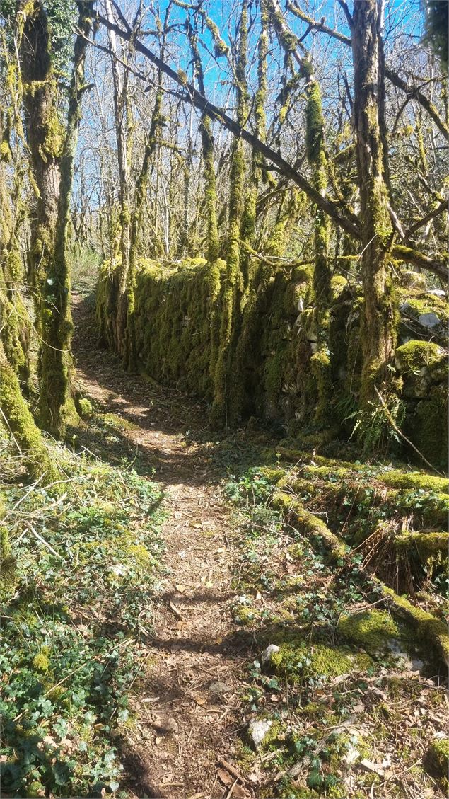 Randonnée  - Bohas et la Vallée du Suran_Bohas-Meyriat-Rignat - scalland