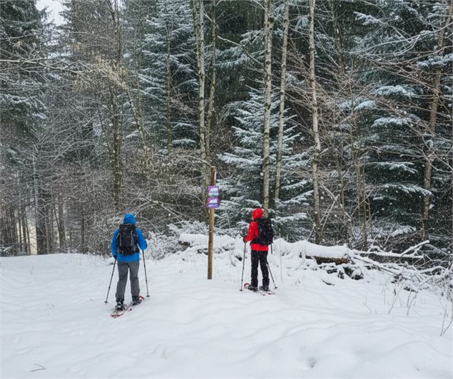 Raquettes - Elevation Films