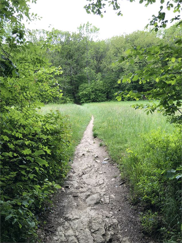 Passage par une grande et magnifique clairière - Jules Guerle