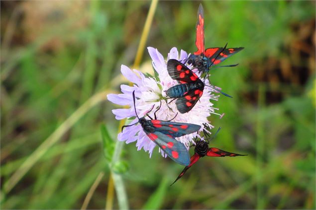 Boucle à pied au col de Bramanette - OT HMV