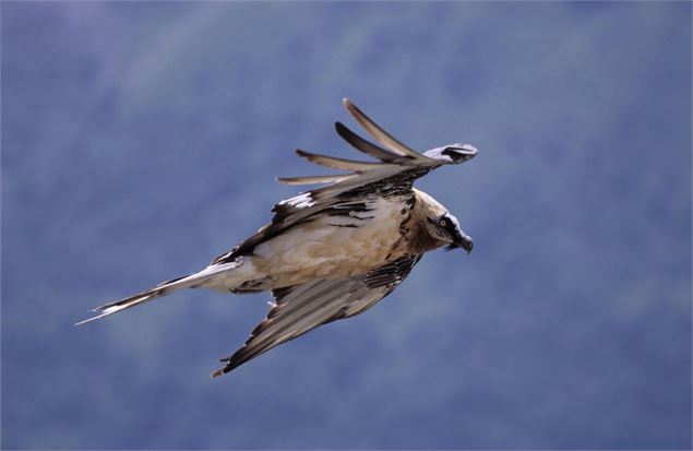 Sentier pédestre : Doran par le sentier du Gypaète
