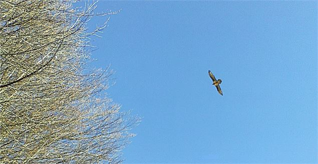 Sentier pédestre : Doran par le sentier du Gypaète