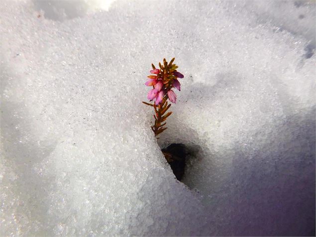 Bruyère - OTHMV - Y. Bellissand