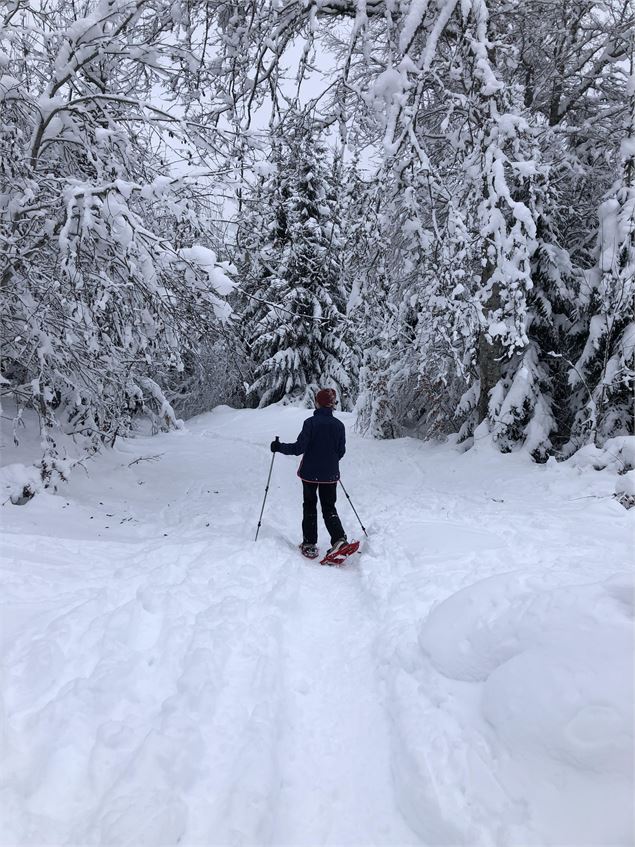 Balade en raquettes - Haut-Giffre Tourisme