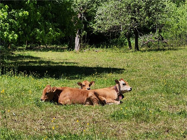 Hameau Les Moulins - Mole & Brasses Tourisme