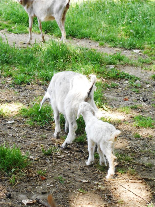 Ferme aux enfants - Dombes Tourisme
