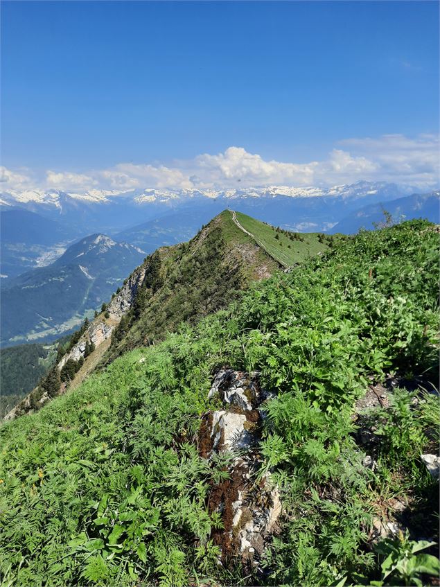 Crête du Môle - Solène Vuagnoux