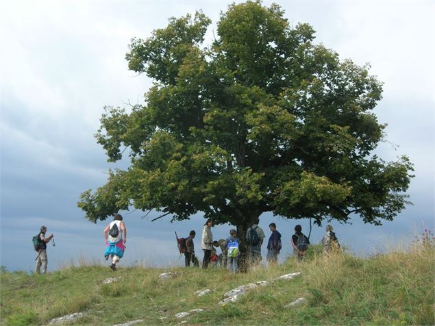 Les balcons de Saint-Maurice-de-Rotherens - A. Cottarel