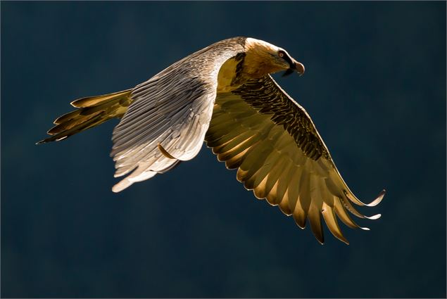 Gypaète barbu dans la réserve naturelle Sixt-Passy - Frank Miramand