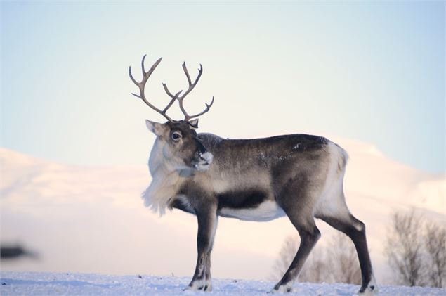 rennes - ranch nordique