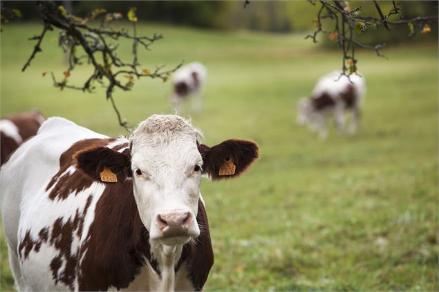 Confort - Les chemins de Saint-Jacques de Compostelle