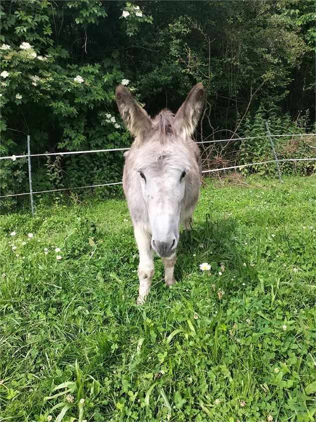 coté animaux - Mylène BERNARD