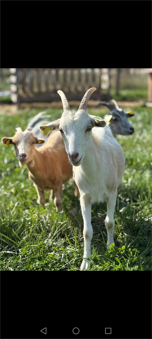 L'Arche de Mymy_Savigneux - Mylène BERNARD