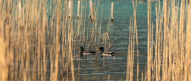 Roselières et marais de l'Enfer - Gillles Piel