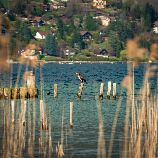 Roselières et marais de l'Enfer - Gillles Piel
