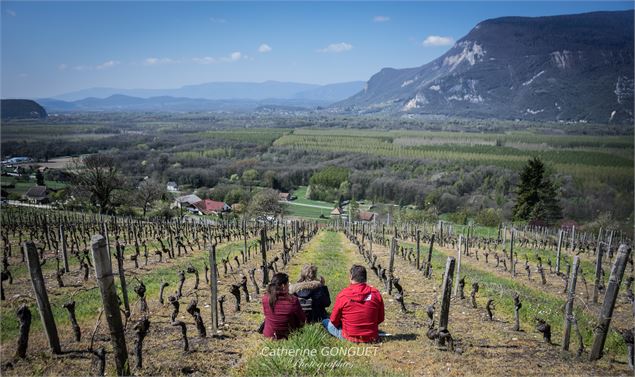 Vignes - Caveau de chautagne