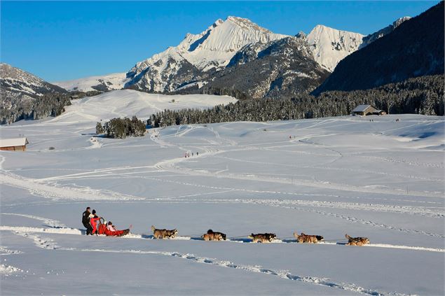 Chiens de traîneaux au Plateau des Glières - Gilles Piel