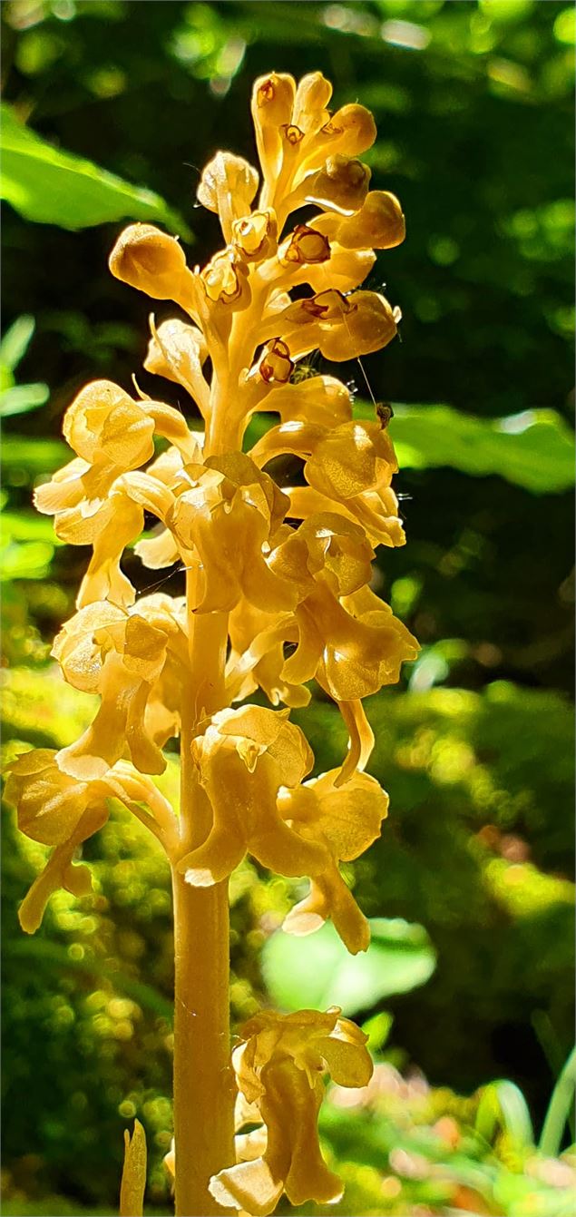 Néottie nid d'oiseau - Demange A.