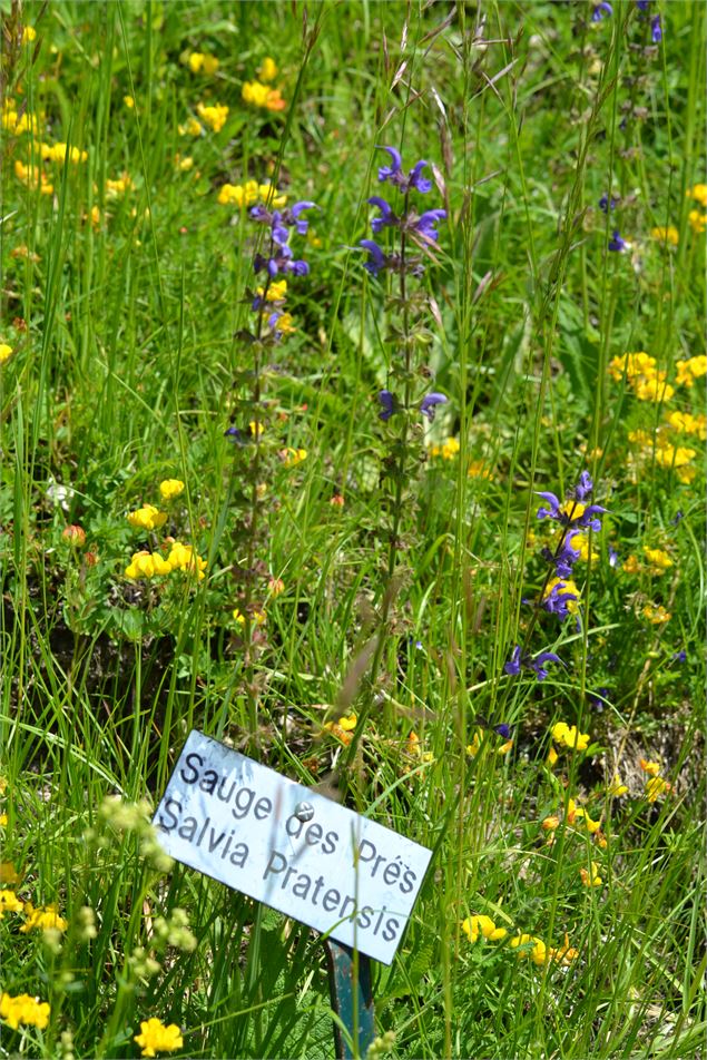 Sauge des prés - Demange A.