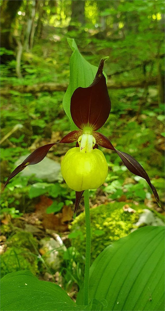 Sabots de Vénus - Demange A.