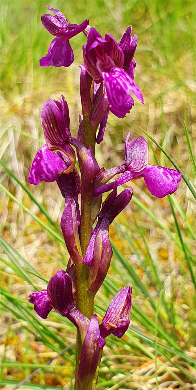 Orchis des Marais - Demange A.