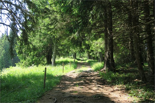 Forêt tour des crêtes de Seytroux - Yvan Tisseyre / OT Vallée d'Aulps