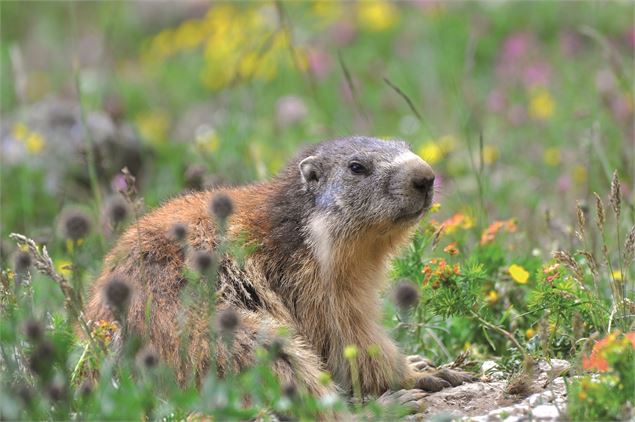 Marmottes dans les prés en Haute Maurienne Vanoise - OTHMV - J. Cathala