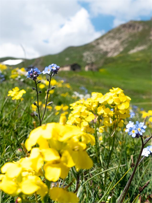 Fleurs à Bellecombe - CCHMV - MF Rigolet