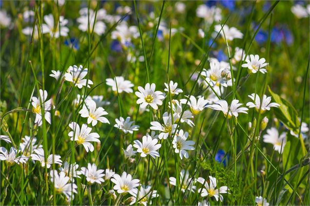 Sentier des grands prés - solène vuagnoux