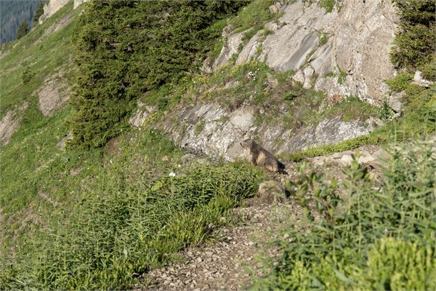 Marmottes - © Alexis Brochot