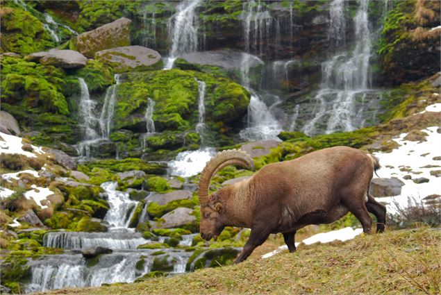 Bouquetin - Frank Miramand