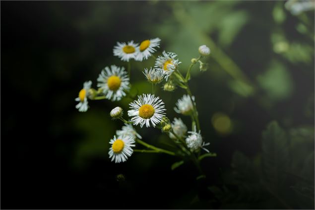 Petite fleur sur le parcours - ©ThomasBalliard