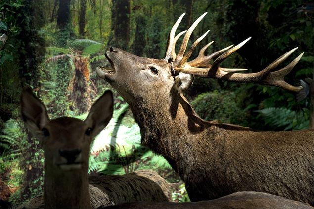  - Musée de la nature