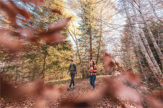 Foret du col de la Doria - B. Panczuk