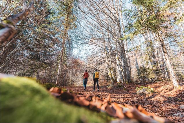 Foret de la Doria - B. Panczuk