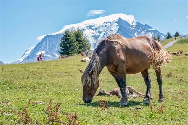 Crête du Mont d'Arbois - B. Molinier