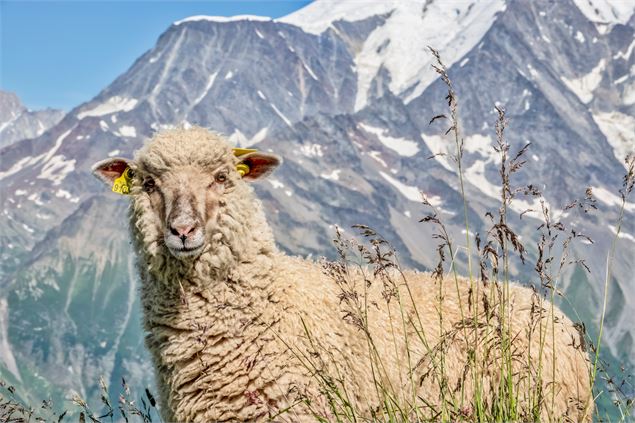 Le Mont Joly depuis le Bettex - Boris Moliner