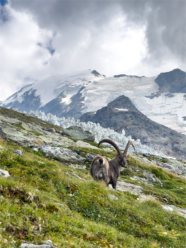 Bouquetin au Nid d'Aigle - B. Molinier