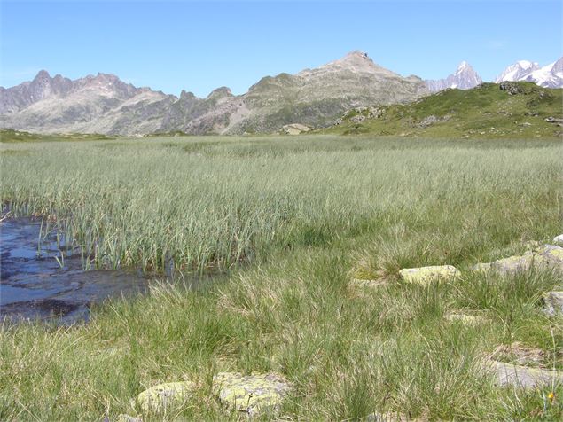 Réserve Naturelle Nationale de Carlaveyron - asters