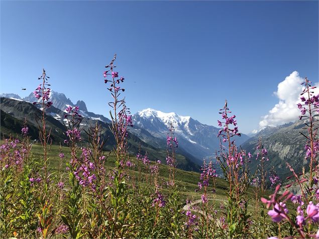 Vue depuis Balme été - OT Vallée de Chamonix Mont Blanc