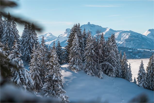 forêt de sapin - OT Samoens - Mathilda Manzi