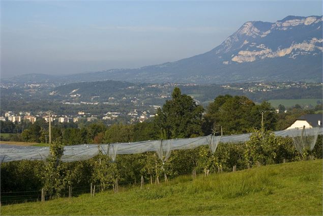 Verger du tremblay - Agate