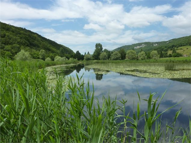 Lac de Millieu et marais du Vernay - Bernard Vivier