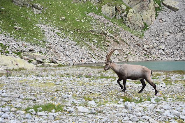 bouquetin lac blanc - Paul BESSIERE @paul.tempsdniaiser