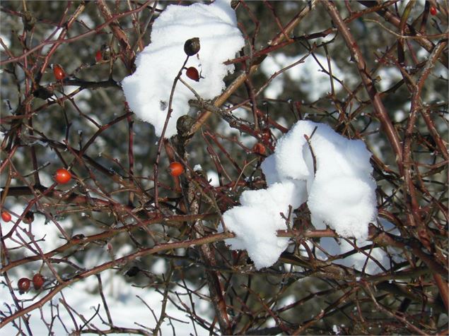 Décor hivernal en Valromey-Retord - Laurent Madelon CC Bugey Sud