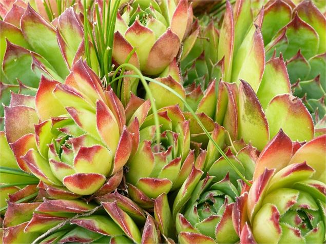 Itinéraire pédestre : Plateau de Loëx