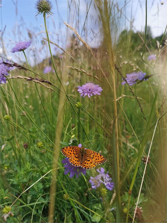 Itinéraire rando : Vauvray/Ormaret_Megève