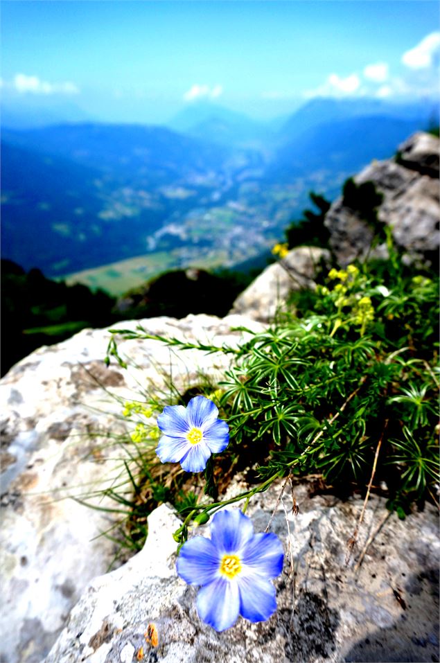 Fleur de Lin - Laurent Vriez