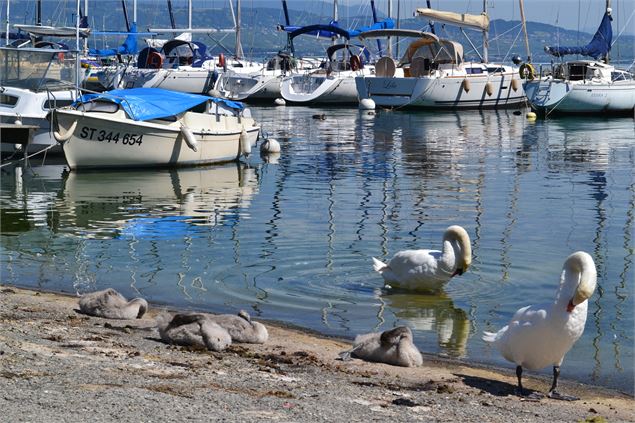 photo - L. Guette CD74